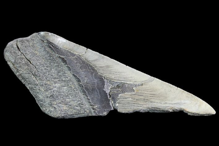 Partial Fossil Megalodon Tooth #89473